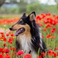 Collie