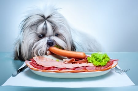 Sunday treat - animal, funny, havanese bichon, caine, cute, food, dog