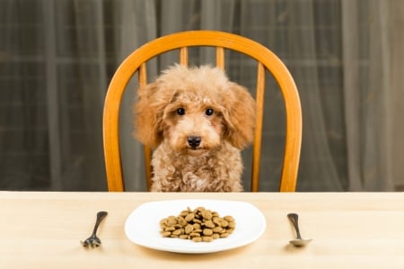 Waiting for you - poodle, animal, funny, food, dog, caine