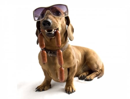 I share - white, caine, dachshund, dog, food, funny, sunglasses