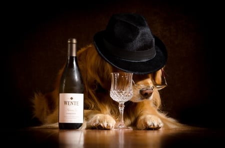 Not drunk yet - hat, glass, glasses, golden retriever, funny, black, wine, caine, situation, dog, animal, bottle