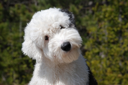 Old English Sheepdog - white, caine, dog, old english sheepdog, green, animal, cute