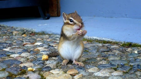 Chipmunk  - widescreen, animal, washington, chipmunk, squirrel