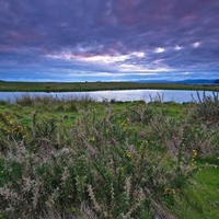 A swamp beside the river