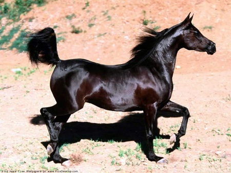 horses - horses, immaculate, powerful, mighty