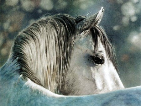 Sweet Eyes - grey, white, gentle eyes, art, horse, sweet, kind