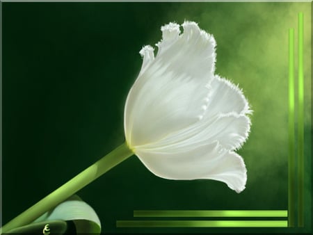 White tulip - white, tulip, flower