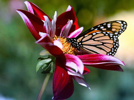 Butterfly - butterfly, close, flower