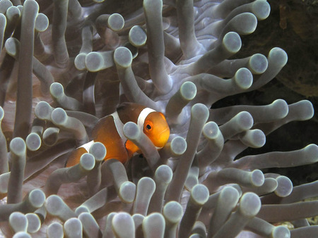 Sea view - fish, under, orange, sea