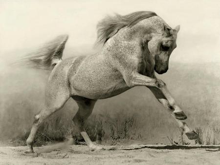 Horse - beaty, art, wild