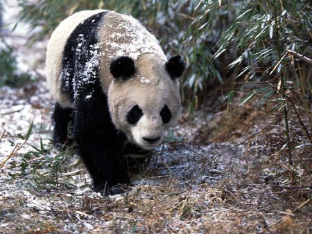 Giant Panda in Winter - giant panda, bear, winter