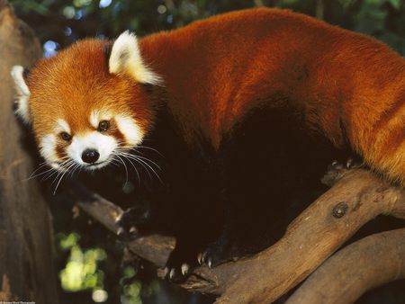 Red Panda - panda red, cute, animals, bear