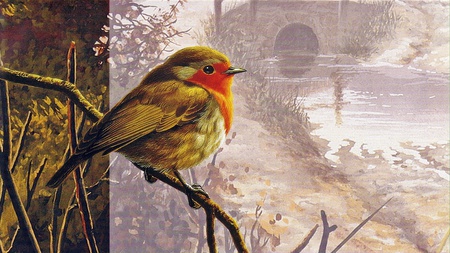 Robin - robin, winter