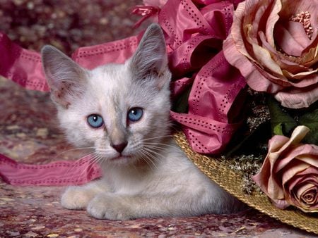 Siamese Kitten - cat, animal, cute, siamese, kitten