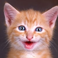 Funny Kitten