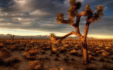 JOSHUA TREE AT DAWN - landscape, dark, clouds, desets, desert, tree, sunset, nature, skies, dawn, joshua