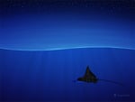 Eagle Ray