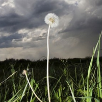 DANDELION UNDER THE STORMY SKY