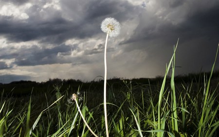 DANDELION UNDER THE STORMY SKY - stormy, sky, flower, dandelion, dark, palnt, grass