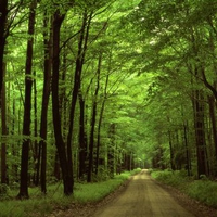 Road Forest