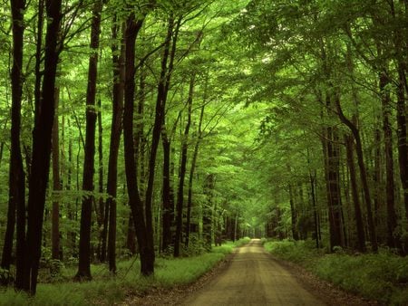 Road Forest - forest, road