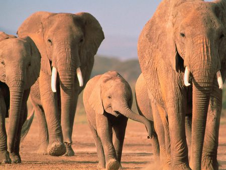 Walking Home - africa, elephants