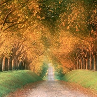 Autumn Road