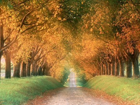 Autumn Road - hill, autumn, trees, road, gold, forest, orange leaves, leaves, orange, grass