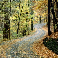 Autumn Road in Forest