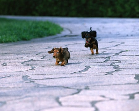 PLAY MATES - running, puppies, dachshund, happy, playing