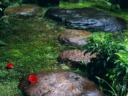 National park - flowers, nature