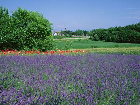 Beautiful landscape - flowers, field, landscapes, park, lavendar