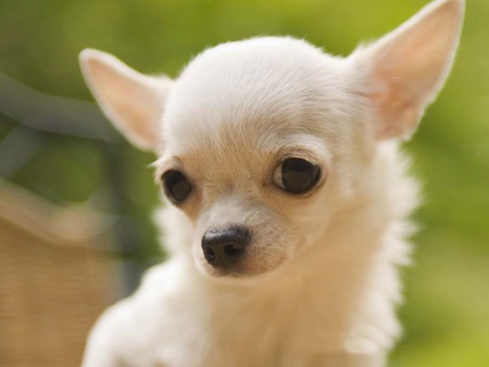 Chihuahua - dogs, animals