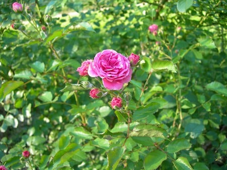 Pink rose - flowers, roses