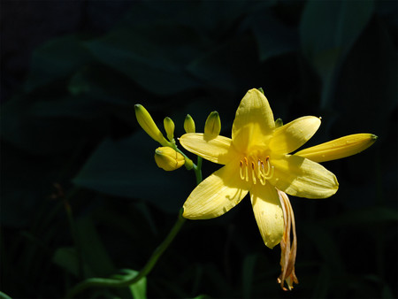 Yellow flower - nature, flowers