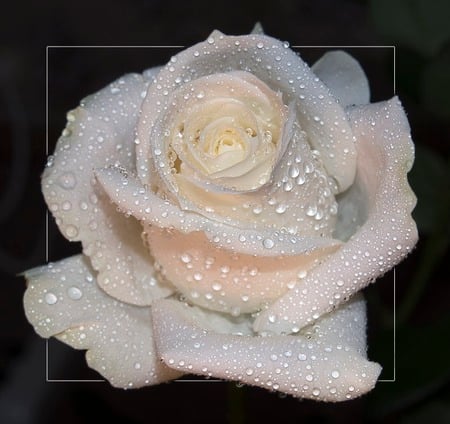 White rose - flowers, roses