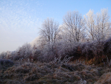 Colorful frost - nature, forests