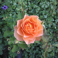 Orange rose