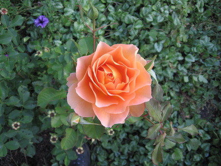 Orange rose - flowers, roses