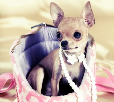 Fency chihuahua - chihuahua, fashion, dog, pink, jewel, animal, cute, caine, puppy