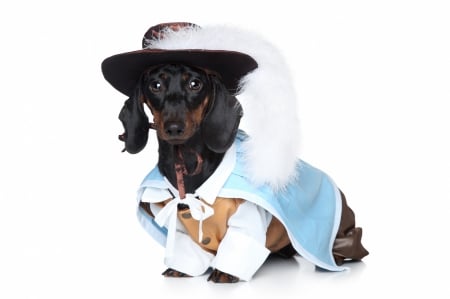 One for all and... - costume, hat, puppy, fashion, creative, caine, white, musketeer, blue, dachshund, dog, feather, animal