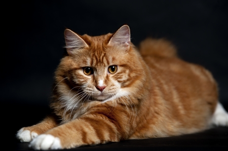 Cat - pisica, animal, black, beauty, cat, orange, paw, ginger