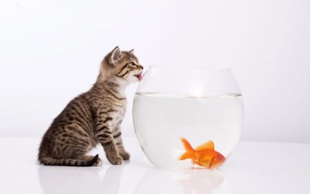 I'm hungry! - summer, funny, animal, cat, goldenfish, white, pisica, kitten, fish, aquarium, tongue, vara