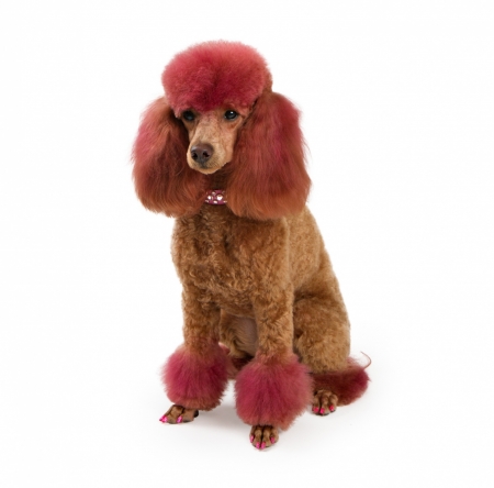 Poodle - white, red, poodle, animal, funny, caine, dog