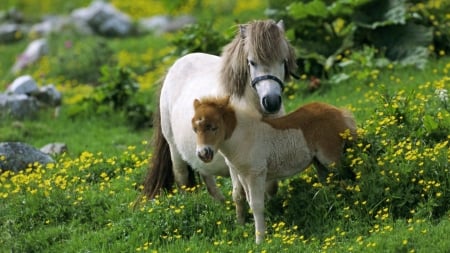 Mini's in the Field - horses, fields, mini, colt, baby, yellow, flowers