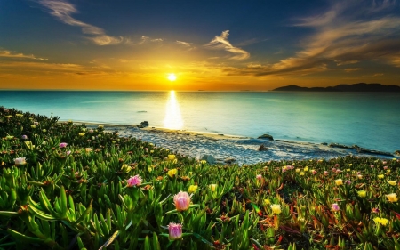 Flowers by the Sea - ocean, flowers, sea, sun