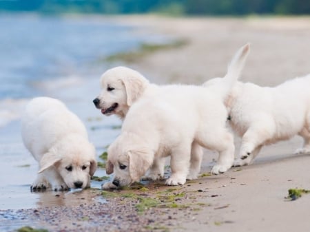 ღ❤ღ - Summer, animal, beautiful, cute, dog, Beach, Sea, Paradise