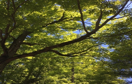 green trees - trees, outdoors, nature, forest, tree