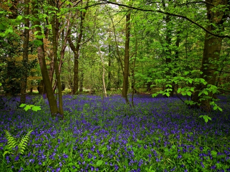 Summer Forest - nature, trees, forest, bells, summer, flowers