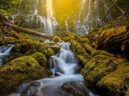 Forest Falls - forest, moss, rocks, waterfall, trees, nature